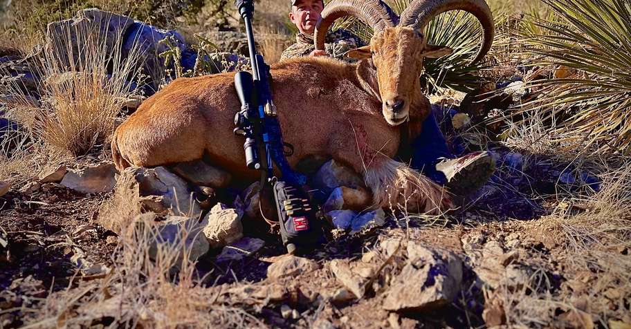 WEST TEXAS Aoudad - Free Range