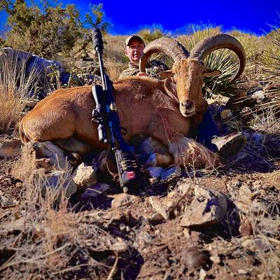 WEST TEXAS Aoudad - Free Range