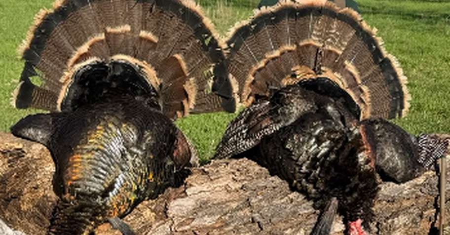 Guided Turkey Hunt
