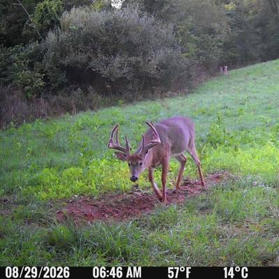 DEER BUCK Archery LATE 4 DAY HUNT