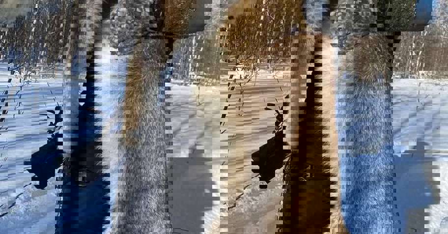 Охота на рысь