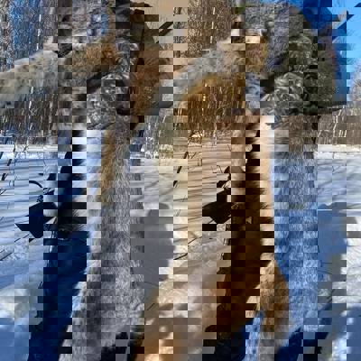 Охота на рысь