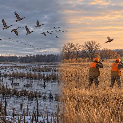 20 UPLAND BIRD & WATERFOWL PACKAGE