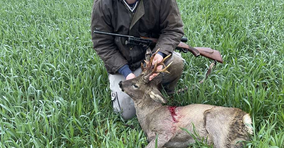 1 x Roe Buck + 2 x Muntjac Package