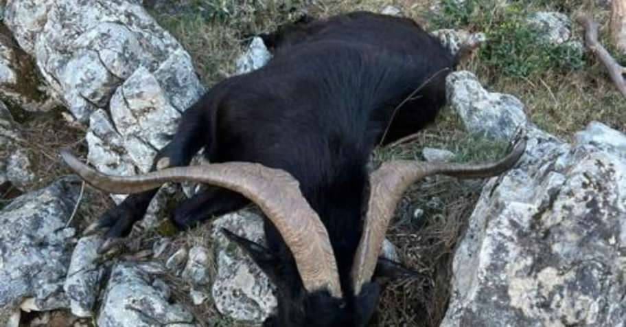 Feral goat, fallow deer, wild boar combo