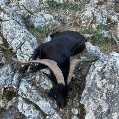 Feral goat, fallow deer, wild boar combo