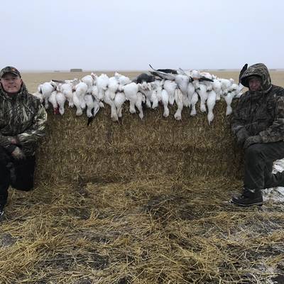 Spring Snow Goose Hunt- 4 Day