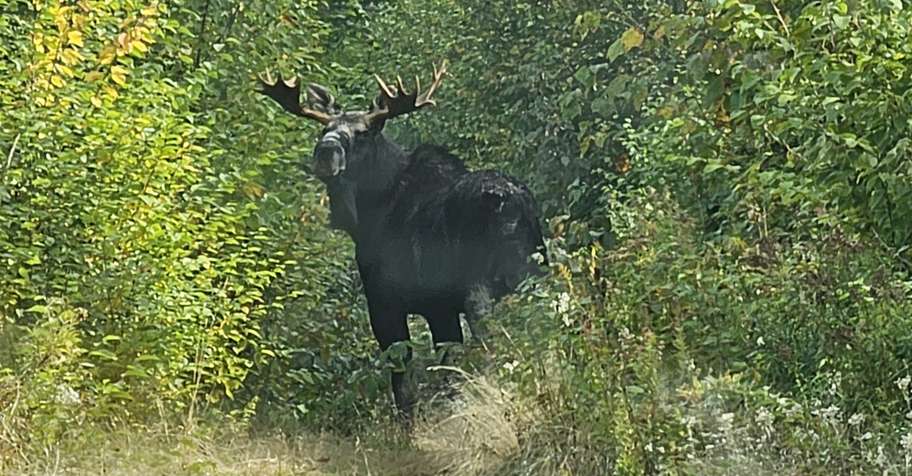 Maine Sept Bull Moose Zone 4 / 6