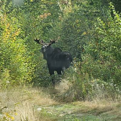 Maine Sept Bull Moose Zone 4 / 6