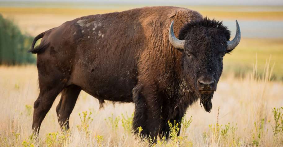 Buffalo Hunt