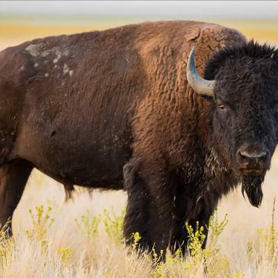 Buffalo Hunt