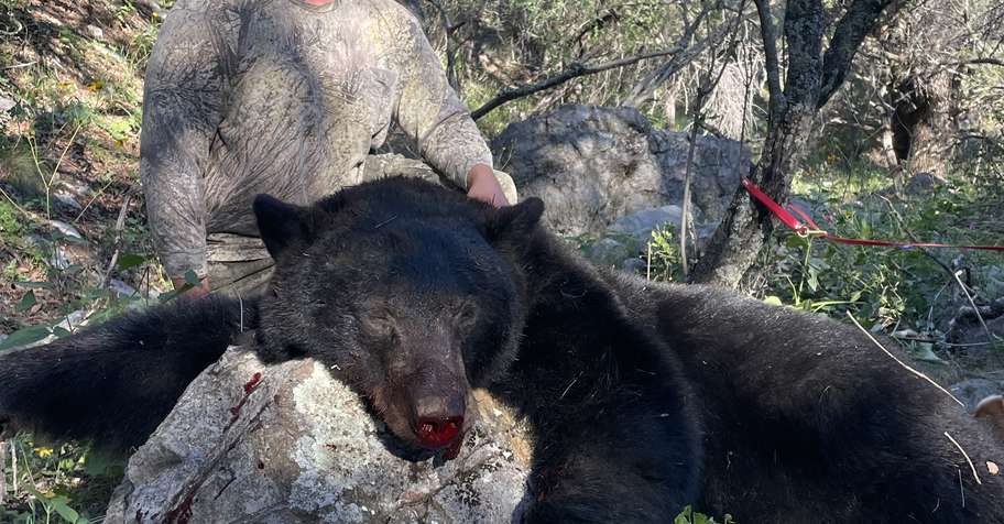 High-Success Arizona Black Bear