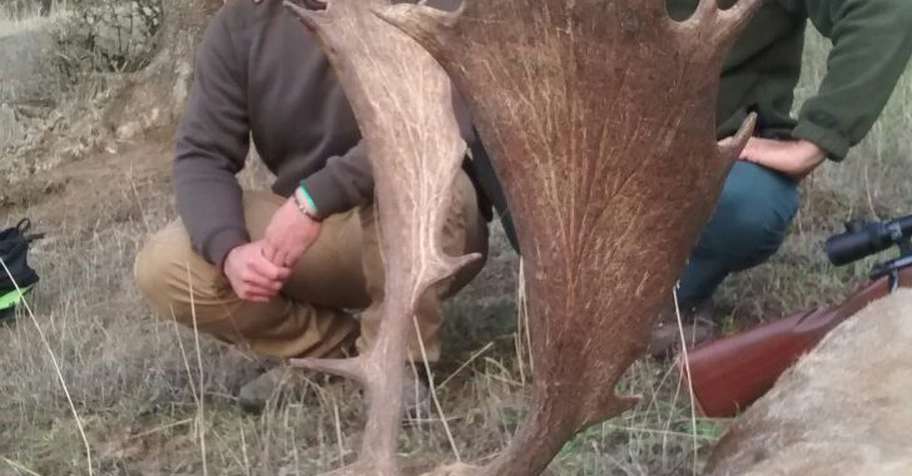 Iberian Fallow Deer without point limit