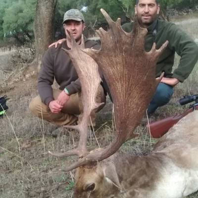 Iberian Fallow Deer without point limit