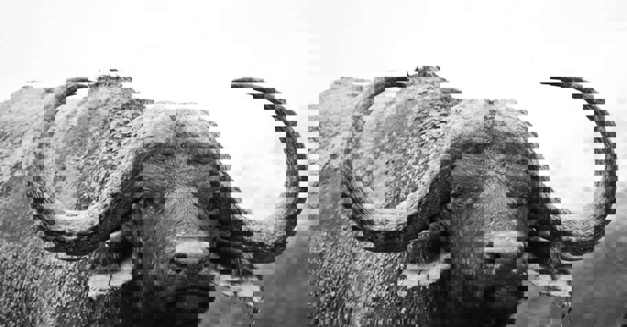 Cape Buffalo Package