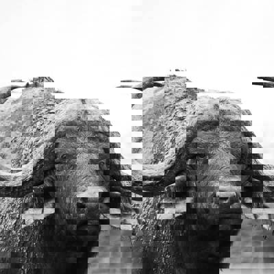 Cape Buffalo Package