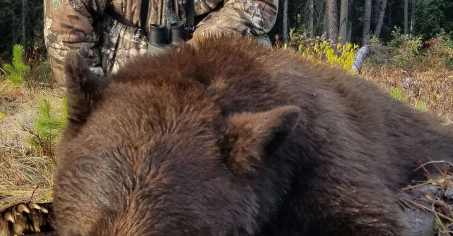 1:1 Bear Hunting Spring Hunt '26