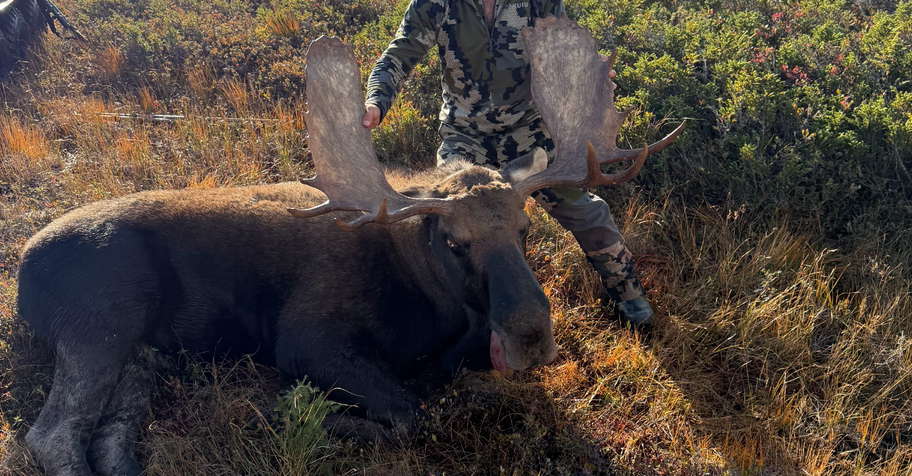Newfoundland Moose Hunt 2026
