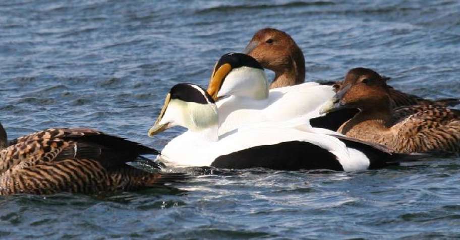 Single Day Seaduck Hunts for 3 Hunters