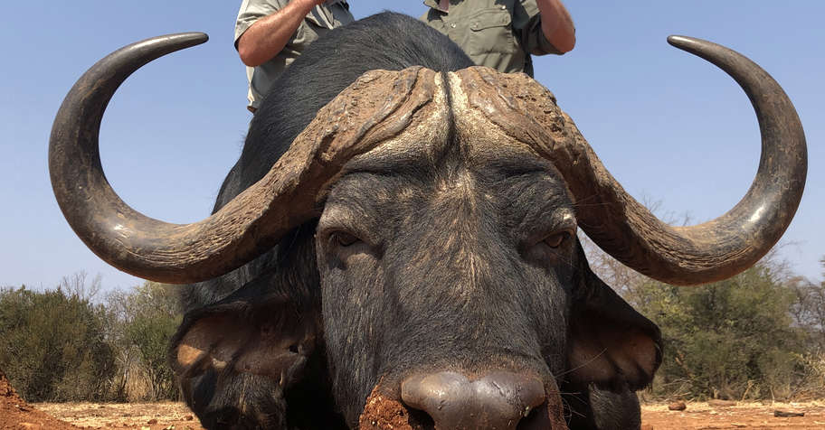 Ultimate Cape Buffalo and Sable safari.
