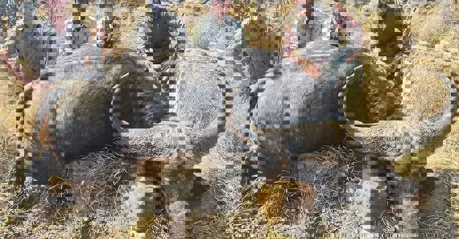 Buffalo Season Special