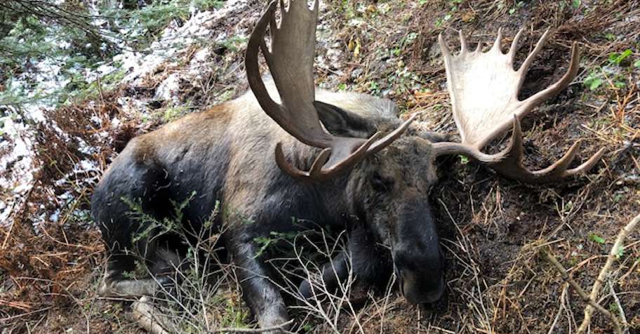 Bull Moose 7 Day Rifle Hunt 2026