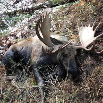Bull Moose 7 Day Rifle Hunt 2026