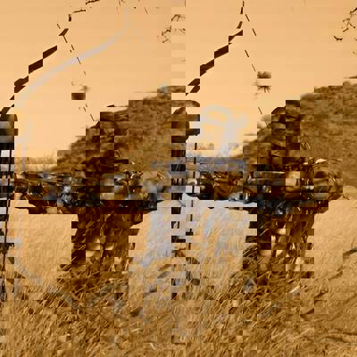 Bowhunter 2 Game 2026 Package