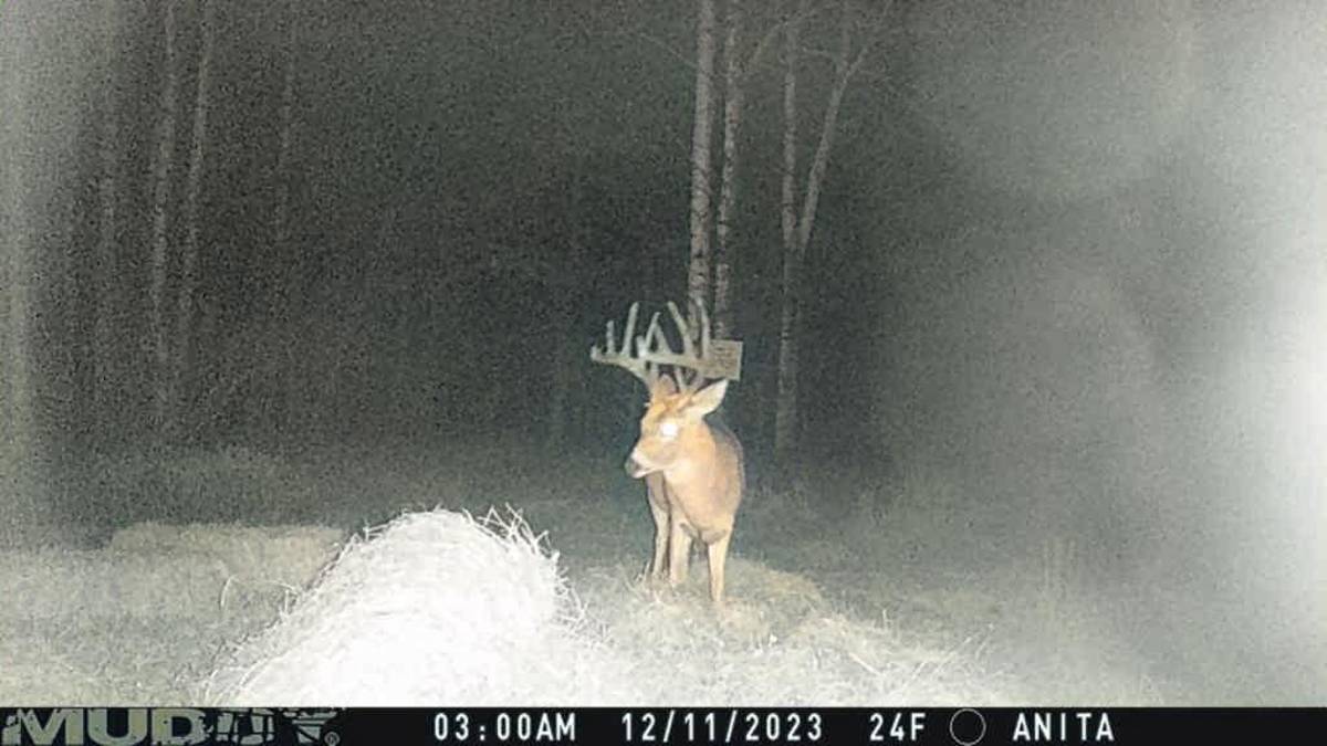 Whitetail Bucks Big Buck On Game Camera Deer Cam Huge Buck Trail