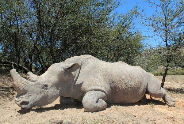 rhinoceros hunt