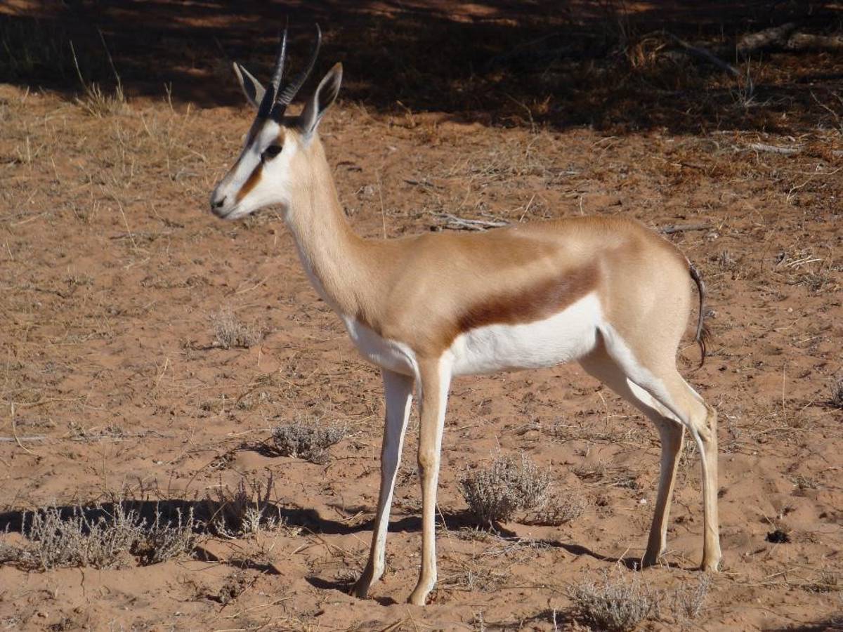 schwarzer Springbock