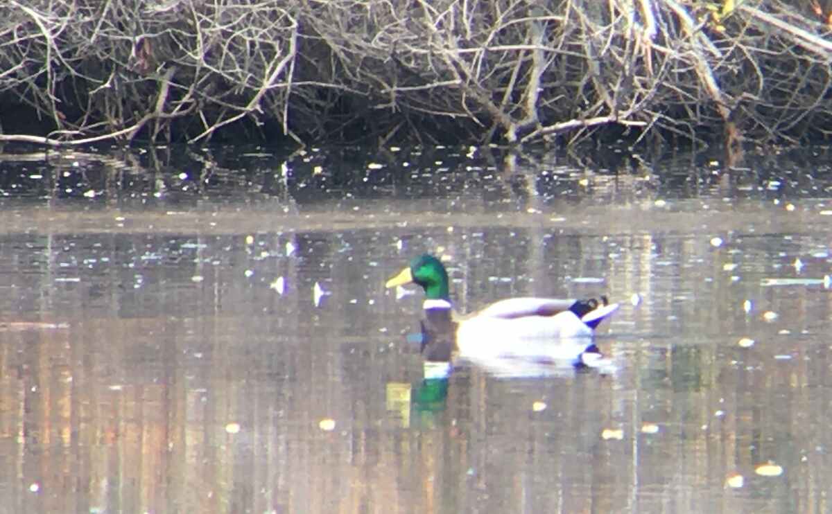 Best California Duck Hunting Guides -2021 Round-up