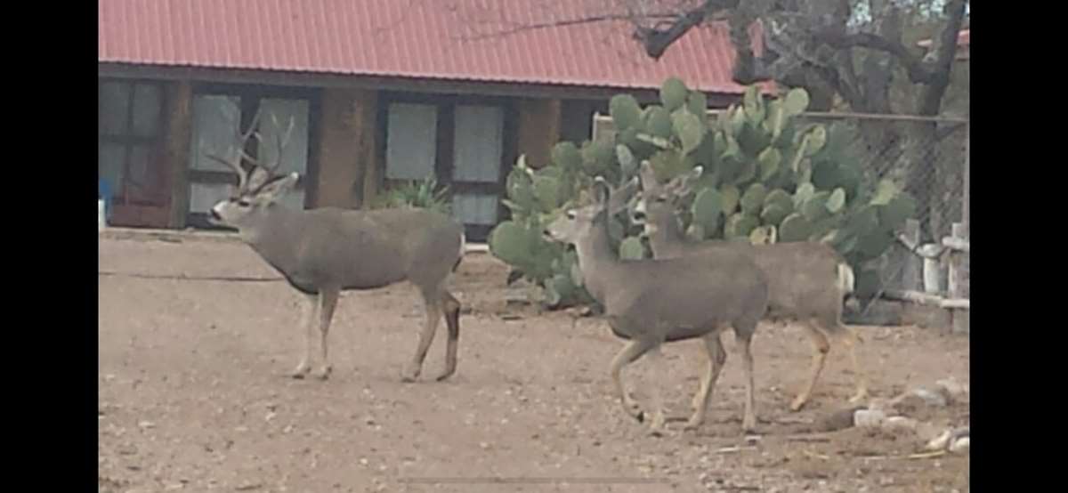 Hunting accommodation