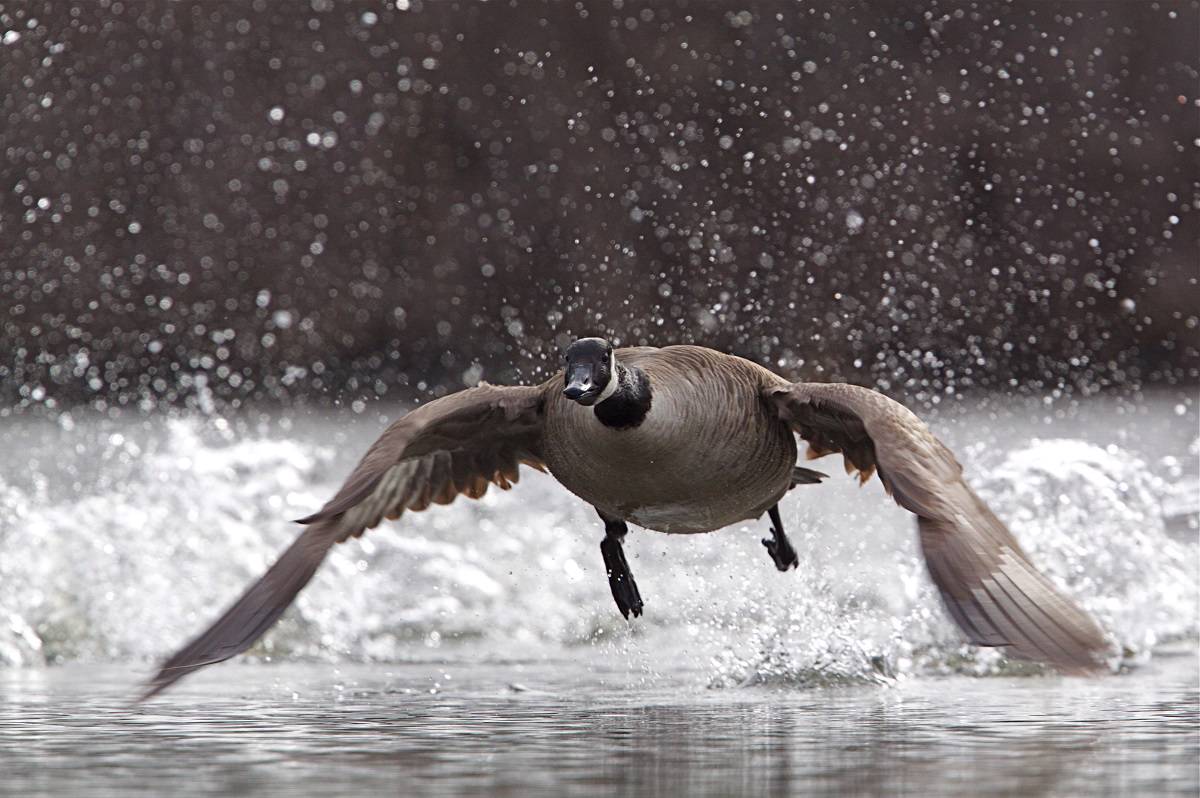 Canada goose stock clearance price globe and mail