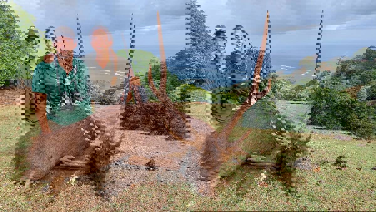 Rusa Deer Hunt / Mauritius