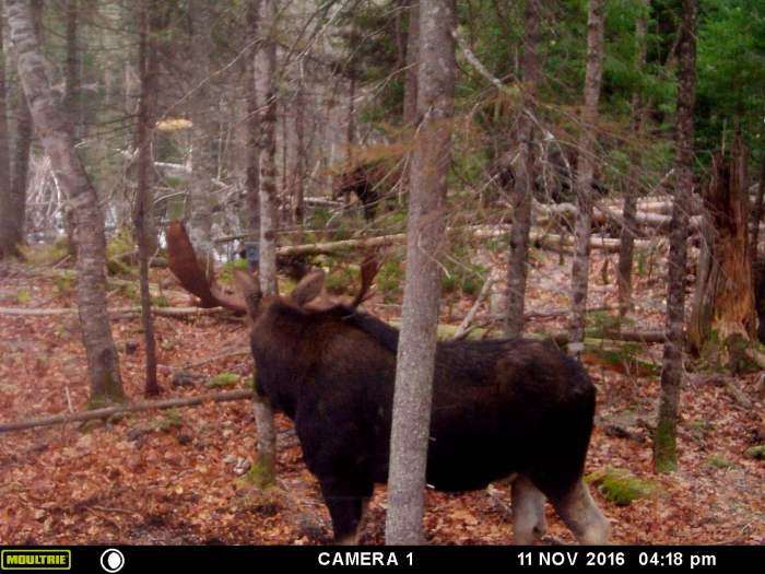 Lottery Draw Moose Hunt 2021 New Brunswick Canada Bookyourhunt Com