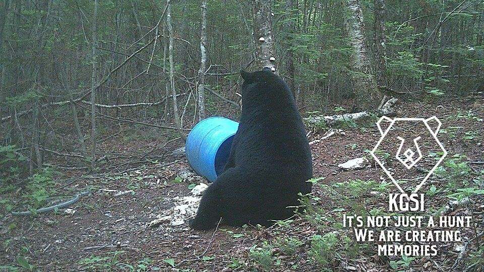 Spring Black Bear Hunt 21 New Brunswick Canada Bookyourhunt Com