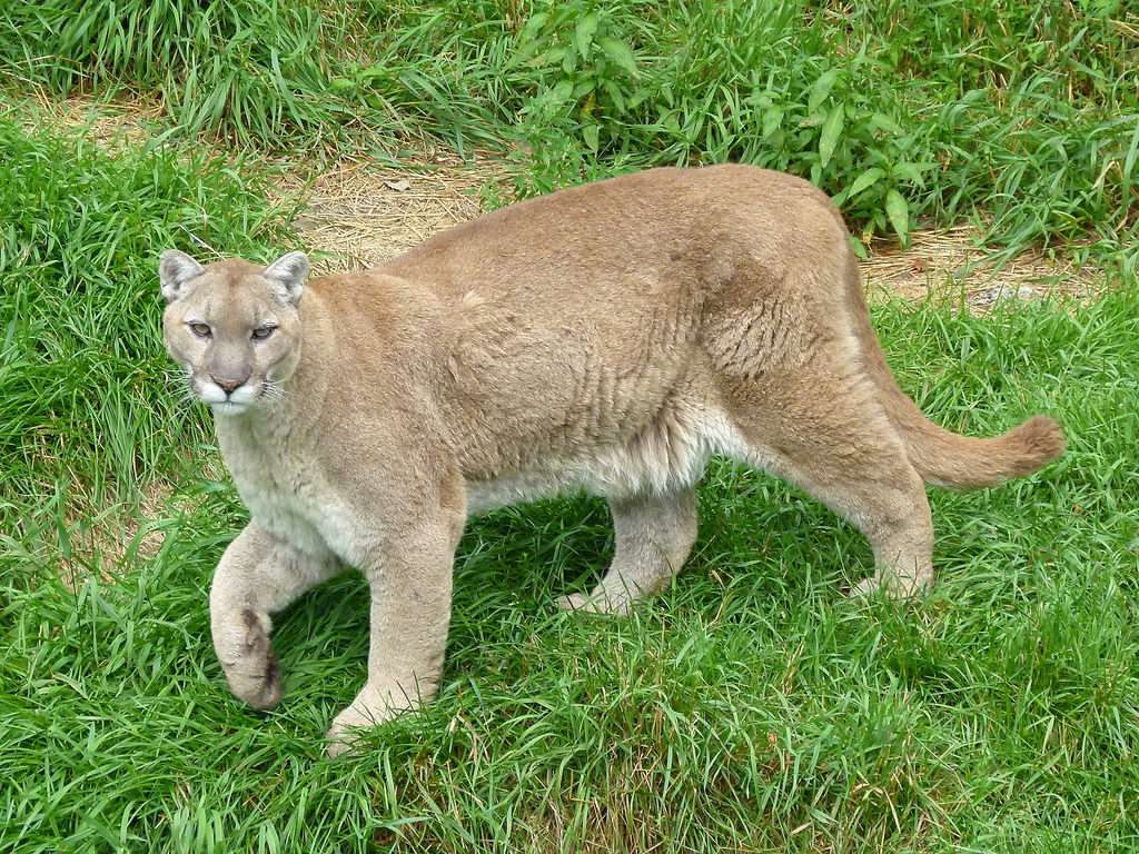 Cougar Lynx Hunt 2x1 24 25 British Columbia Canada