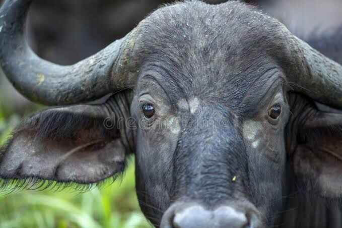 Buffalo cow + Impala trophy ram / Limpopo, South Africa 