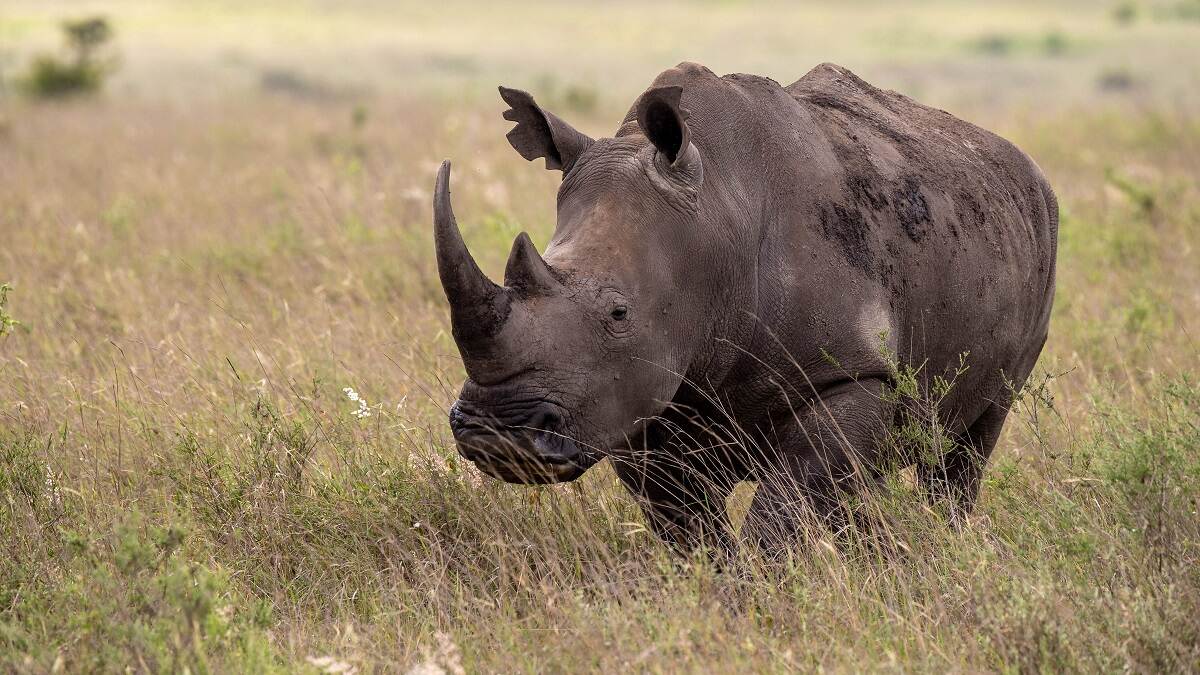 white rhino license cost white rhino license cost