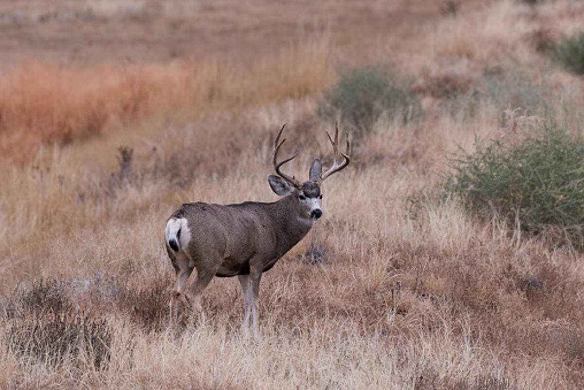 North American Hunting Club set of 5 books - Deer, Elk, Rifle & Bow Hunting