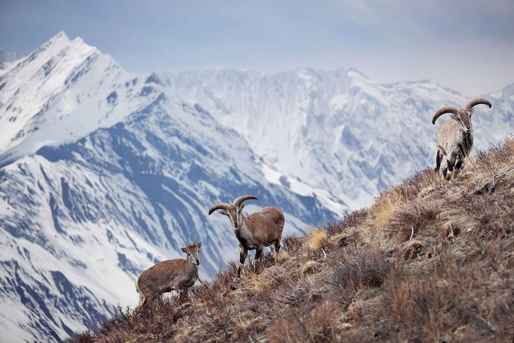 Himalayan Blue Sheep Hunt Pakistan Bookyourhunt Com