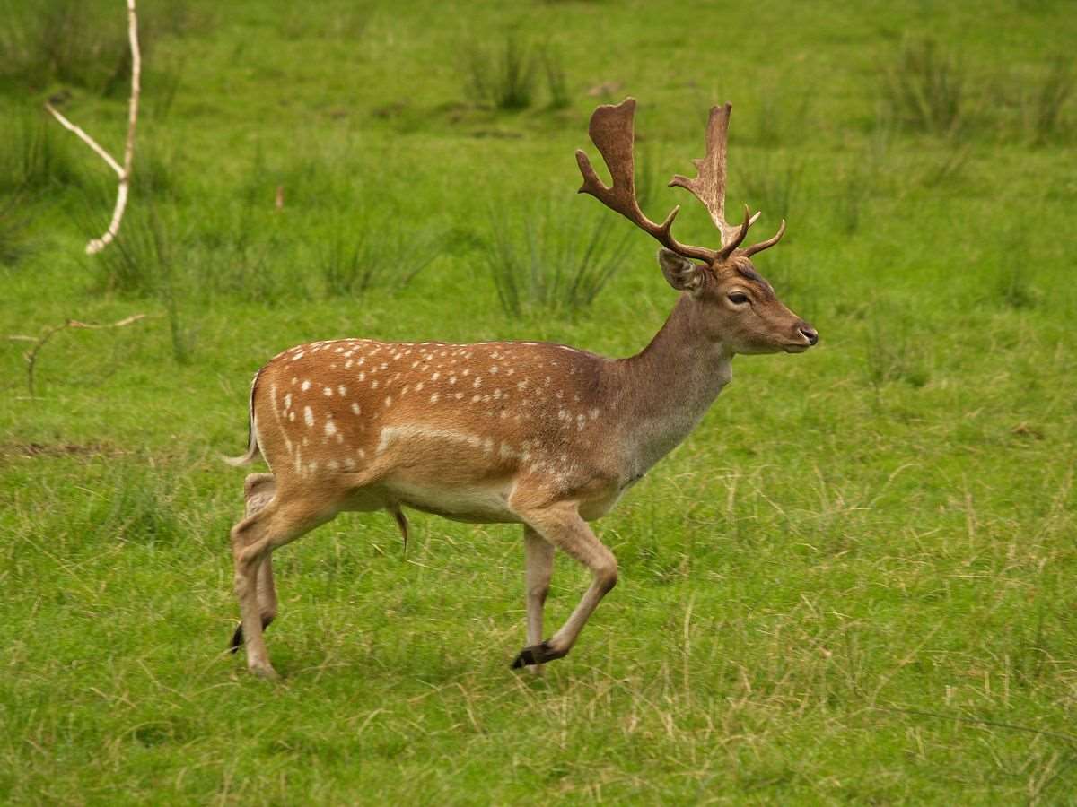 Fallow Deer Hunt In Bavaria Germany Bookyourhunt Com