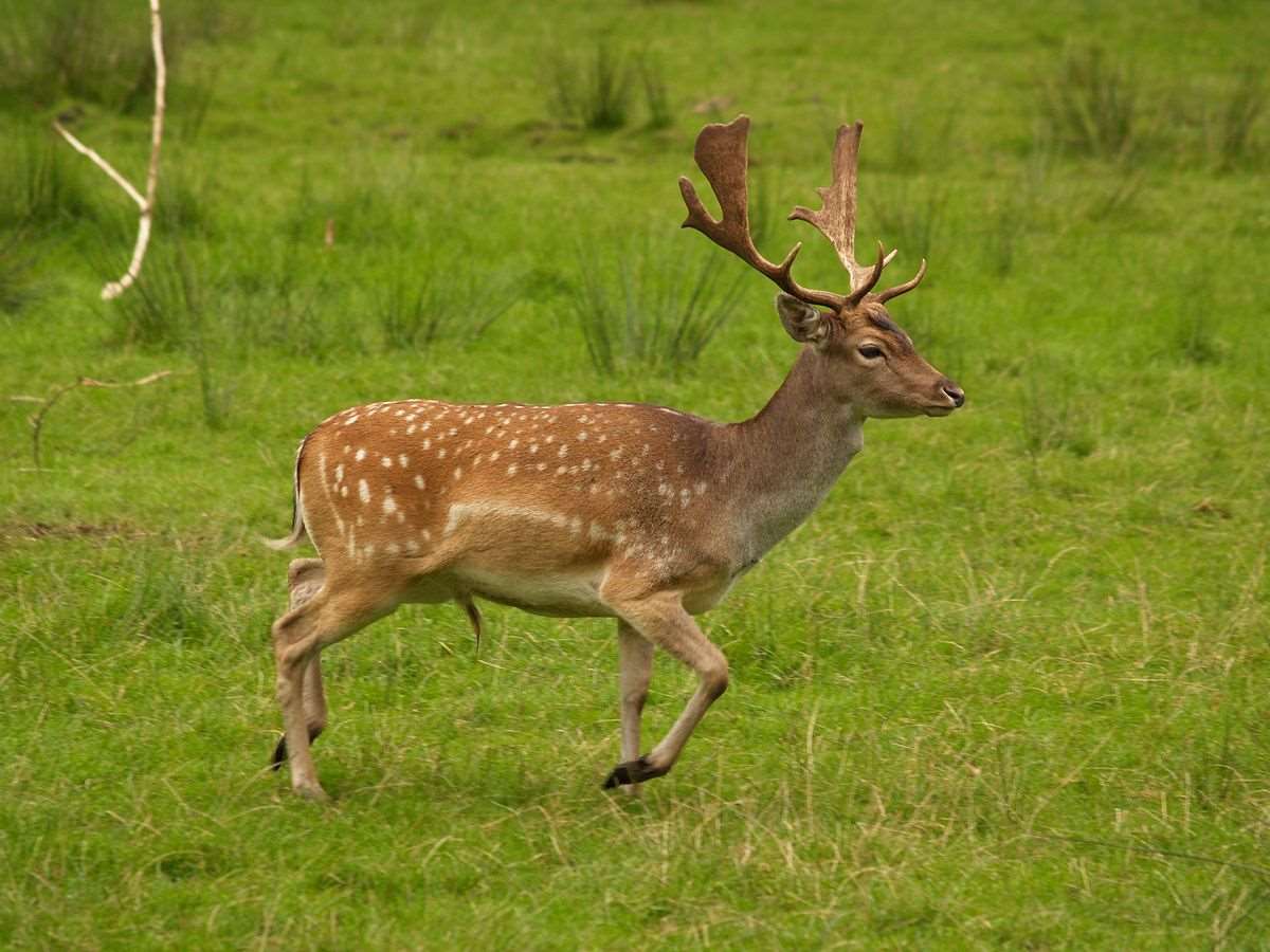 Fallow Deer Hunt In Bavaria Germany BookYourHunt