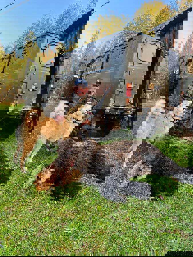 Grizzly Bear Dogs Karelian Dog Grizzly Bear Karelian Bear Dog For