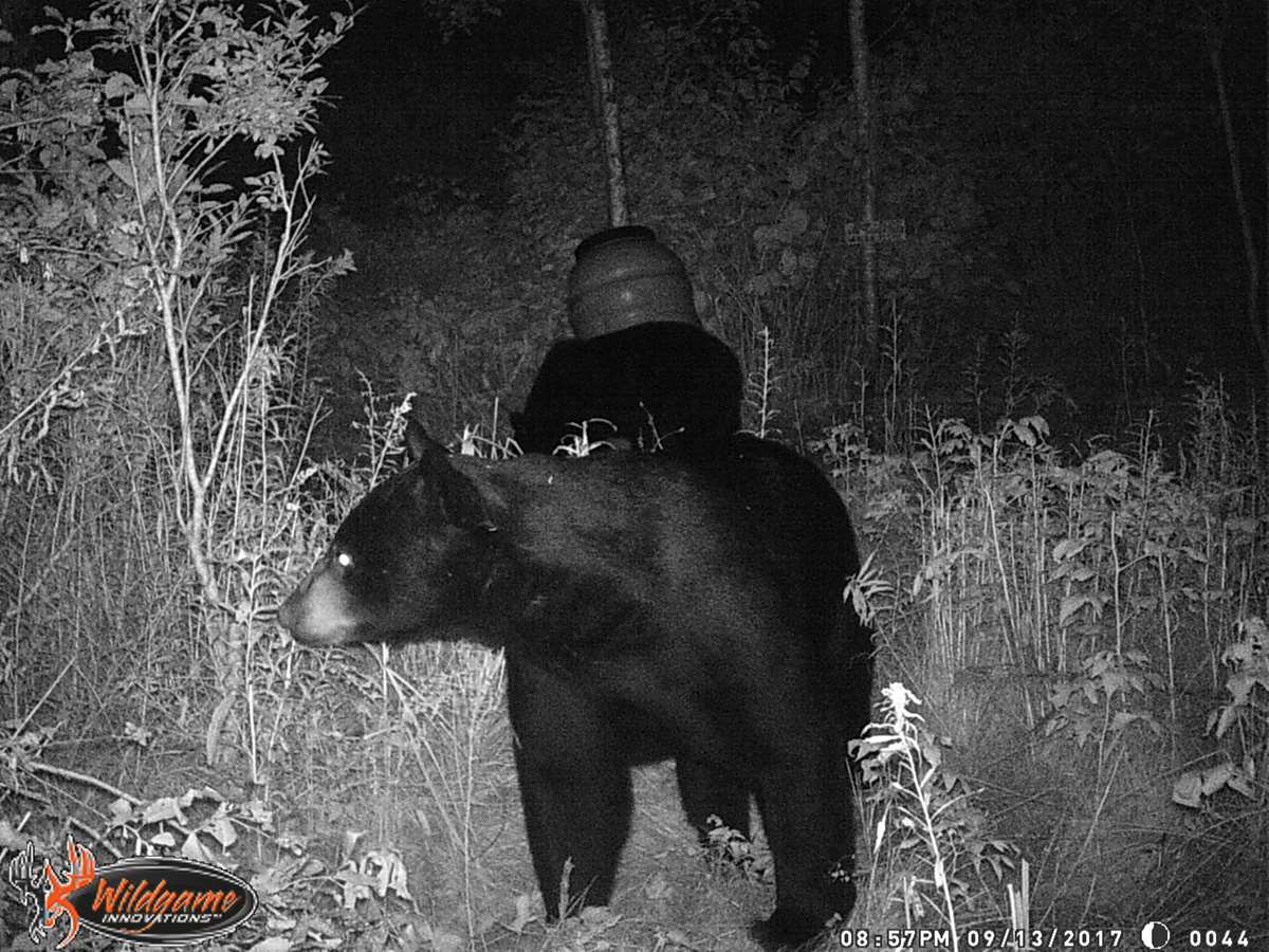 Blackbear Tour 2020 Black Bear Over Bait Week 3 (2020) / United States BookYourHunt.com Blackbear Tour 2020 Black Bear Over Bait Week 3 (2020) / United States BookYourHunt.com
