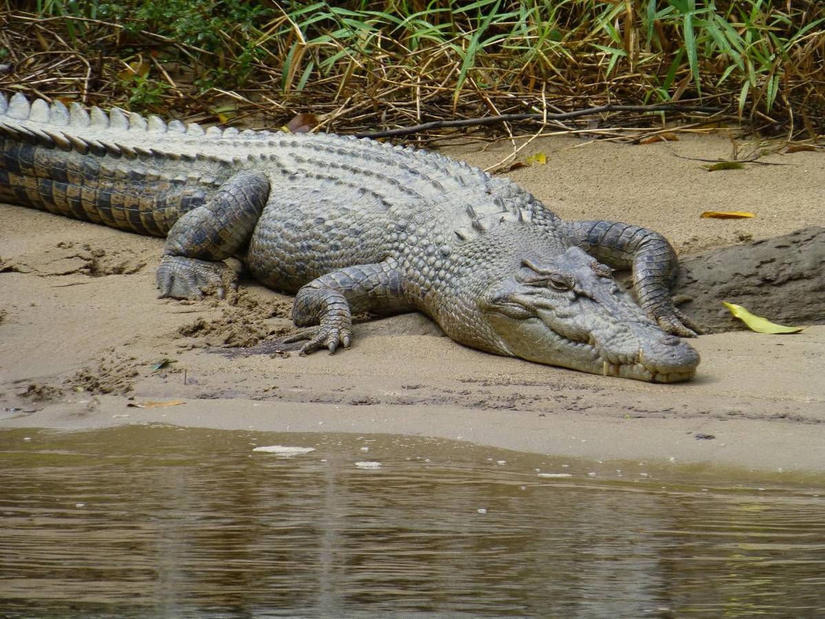 5-Day Management Croc (Caprivi) / Намибия - BookYourHunt.com