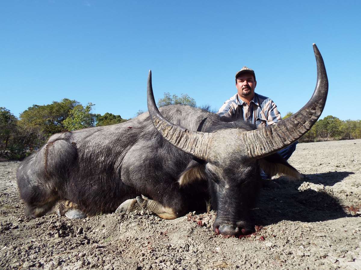 Indgang Meget snave Water Buffalo-2 Bulls, Boar & Fishing / Australien - BookYourHunt.com