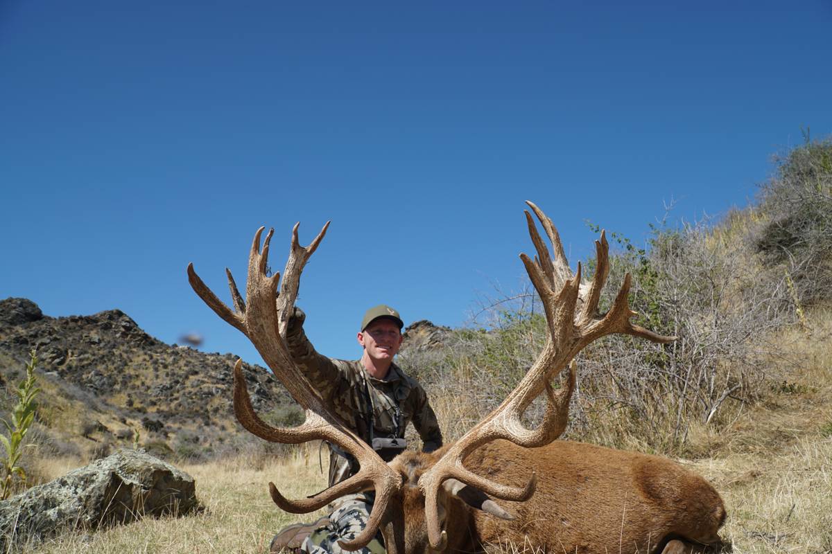 Red stag Gold class (400 inches) / Otago, New Zealand