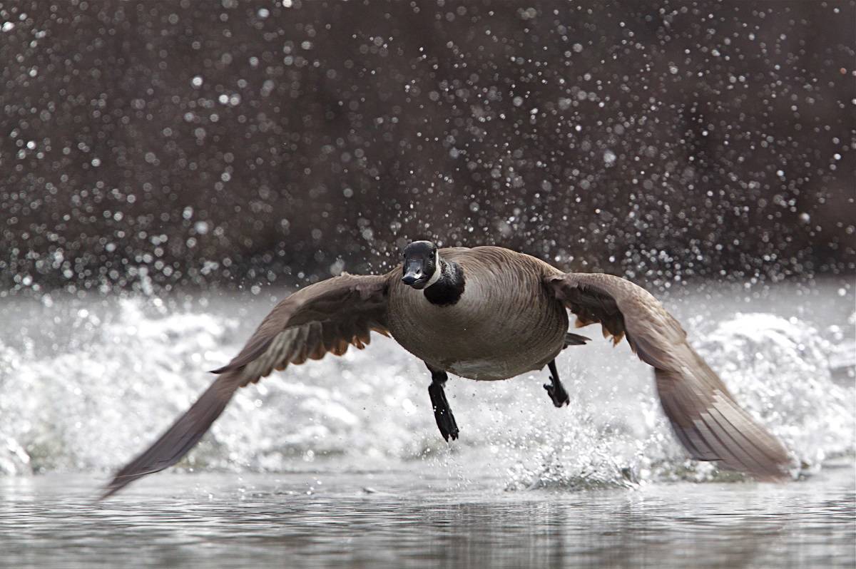 Canada goose hotsell price zone